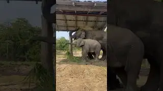 Elephant breeding center # seuraha#Chitwan#nationalpark #elephant