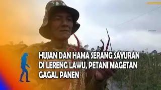 MAGETAN Hujan Dan Hama Serang Sayuran Di Lereng Lawu, Petani Magetan Gagal Panen