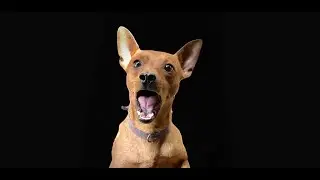 guard dog wallpaper