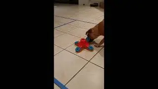 Lexi's Dog tricks and training