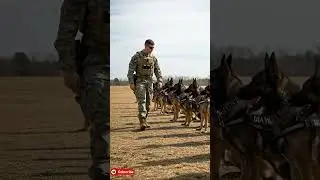 Forged by War. Guided by a Beating Heart 🐾#k9training #dog #malinois