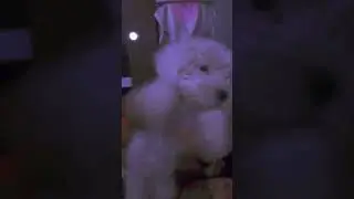 mi perro perrea mejor que la yeri mua😏