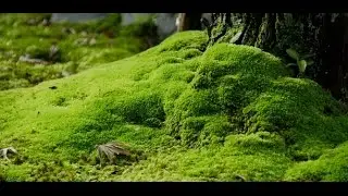 Buy Moss Online - Lowest Prices & We Ship To All States