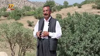 zewe  dawide derman