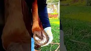 Неожиданная находка под копытом лошади... #кузнец #обрезкакопыт #лошадь