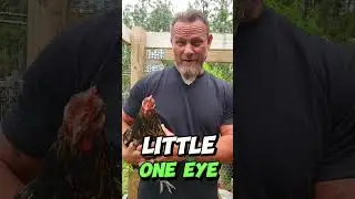 🌎🐓🐞 Mr. Mustavio Episode 2