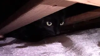 HEARTWARMING CAT REUNION VIDEO! Must watch!