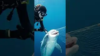 ALBINO DOLPHIN RESCUE &ndash; THE GENTLE HANDS OF HOPE | HEART-TOUCHING OCEAN STORY