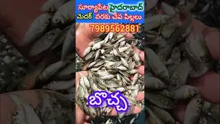 fish seeds in andhra pradesh // 7989562881// 😍 #fishing #fish #catlafish