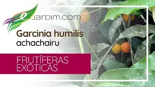 Uma DELICIOSA fruta exótica - Garcinia humilis / achachairu | Sítio E-Jardim