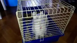 RABBIT DANCING / КРОЛИК ТАНЦУЕТ