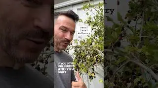 The BEST mulberry for containers