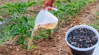 Believe it or not, this liquid organic fertilizer can make plants fertile