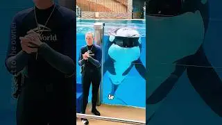 Esta orca es muy inteligente#shorts