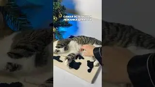 Самое уютное хобби и уже тренд 2026 года &mdash; ковровая вышивка 😍 Арт на WB: #482255742 #хобби #обзор