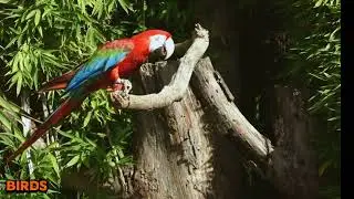 The Unbelievable Lives of Wild Birds