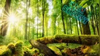 Rainforest sound. Nature voices, pure ecosystem. Soothing and healing music. Fall asleep instantly