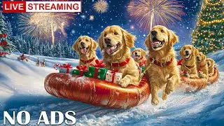 12 Hours of Dog TV for Christmas Holiday 🐶🎅 Winter Melodies for Energetic Dogs & Relaxed Hearts ❄️🐾