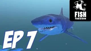 hiu mako | Feed and grow: fish ep 7