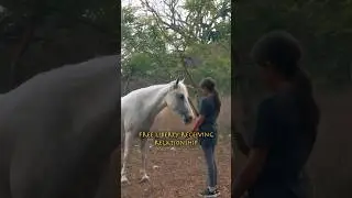 Want a Happy Horse? 🐴 Try the Free Liberty Receiving Relationship #CostaRica #Horses #Healing