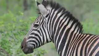 Do you want to own a game farm situated in namibia?