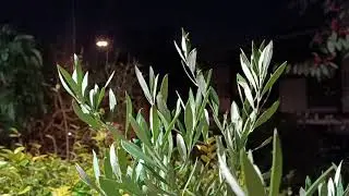 Xiaomi Redmi Note 11 Pro Night Camera Test - Default Camera App After Updates