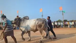 నాదెండ్ల బండ లాగుడు పోటీలలో  జూనియర్  విభాగంలో సోమిశెట్టి వారి జత