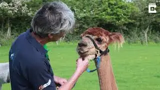 Camelid Connection Alpaca Therapy and how Camelidynamics informs our work