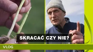 Skracać czy nie skracać? PSZENICA ozima 2020. Skracanie zbóż.