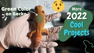 2022 New Leopard Gecko Projects - Rare Colors and Patterns