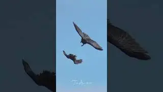 Ravens duel in flight #raven #birds #birdsofyoutube #wildlife #birdlovers #inflight #duel #