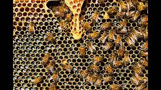Understanding Kin Selection and Altruism