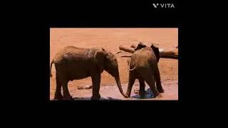 Elephant the family of Elephantidae Daily life