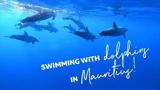 Swimming with Dolphins in Mauritius!🐬