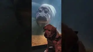 hippopotamus sees dog!🦮 #animals #animalsdoingthings #shorts #zoo #hippo #dogs #wildlife #pets