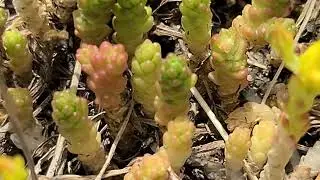 GOLDMOSS STONECROP