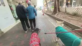 2025 12 25 Polar and Two Big Dogs in Sai Wan Ho morning walk 1.2(中英文字幕)(Eng CC)