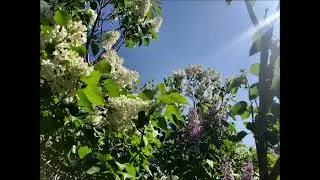 A spring thing...