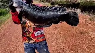CONQUEST OF SWAMP PREDATORS (toman)/TAKLUKNYA PREDATOR RAWA (toman) #viralvideo #fyp