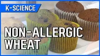 Non-allergic Variety of Wheat [K-SCIENCE] / YTN KOREAN