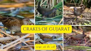 Crakes Birds | Brown Crake | Ruddy breasted Crake | Baillon's Crake | Little crake | Spotted Crake