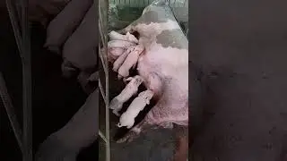 Breastfeeding mother pig while on labor #farm #shortvideo #piglets #pig #giving_birth
