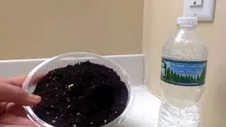 HOW TO WATER YOUR PLANT WHILE BEING AWAY ON VACATION!!!