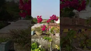 pyara garden #ytshorts #viral