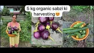 5 kg organic sabzi ki harvesting😍🥦🍆🥕🥒