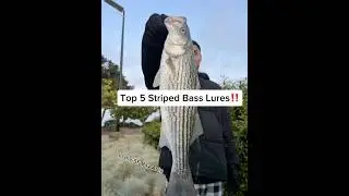 Top 5 Striped Bass Lures In The SF Bay!! #fishing #sfbayarea #stripedbass