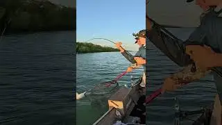 Epic barra eat on the ZMan 5