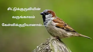 House Sparrows of Tamil Nadu - Why Did They Disappear From Our Homes?