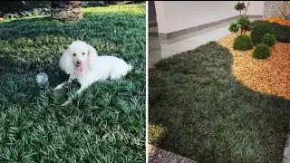 GRAMA Linda que voc&ecirc; PRECISA CONHECER - a Grama Preta