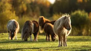 Guide Horse Enhanced: Interview with Ann Edie About Her Guide Horse, Panda